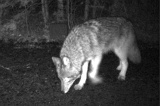 Coyote120309_2007hrs